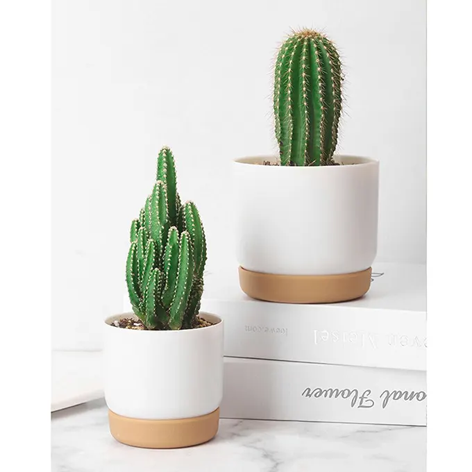 Pot de fleurs avec cactus et décorations