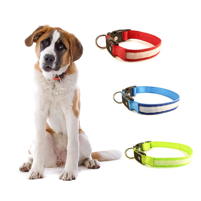 Saint Bernard dog with 3 collars