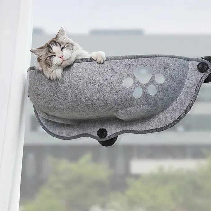 Chat dans son lit contre une fenêtre avec jardin